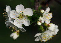 Delt 7. plass (Berit Steinset) - Kirsebærblomst