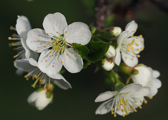 Delt 7. plass (Berit Steinset) - Kirsebærblomst