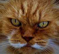 5. plass (Mette Marit Hatlestad) - Tigergutt