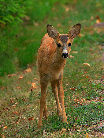 2. plass (Steinar Bjørseth) - Bambi